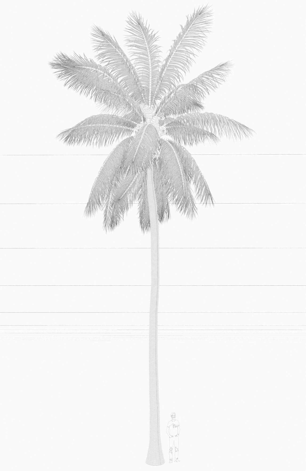 COCONUT TREE 04 - VISUALWORKS STORE - VRAY AND CORONA 3D model_2