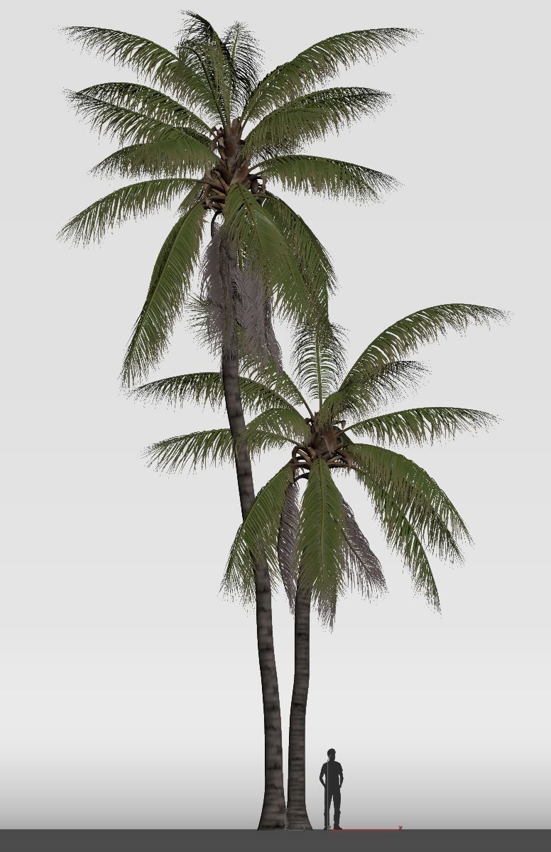 COCONUT TREE 05 - VISUALWORKS STORE - VRAY AND CORONA 3D model_5