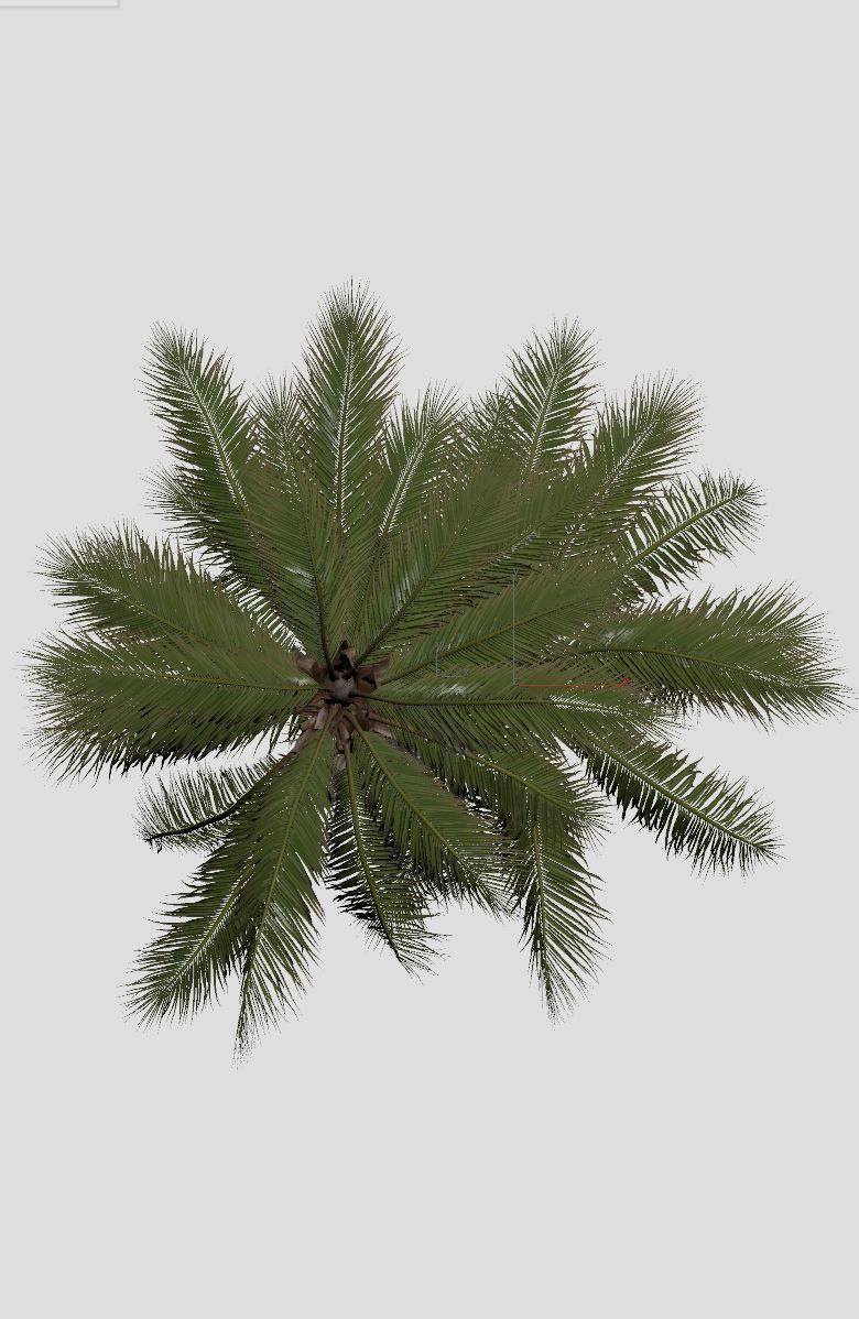 COCONUT TREE 05 - VISUALWORKS STORE - VRAY AND CORONA 3D model_6