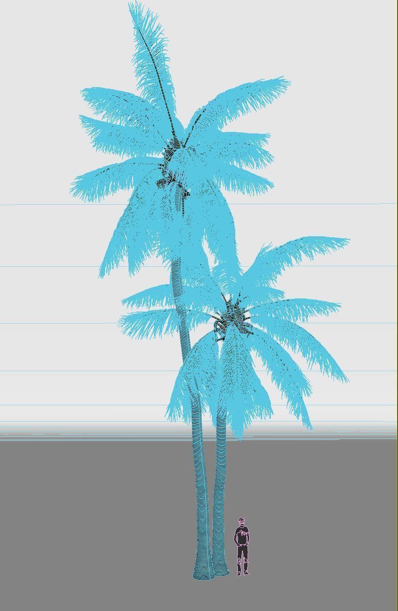 COCONUT TREE 05 - VISUALWORKS STORE - VRAY AND CORONA 3D model_4