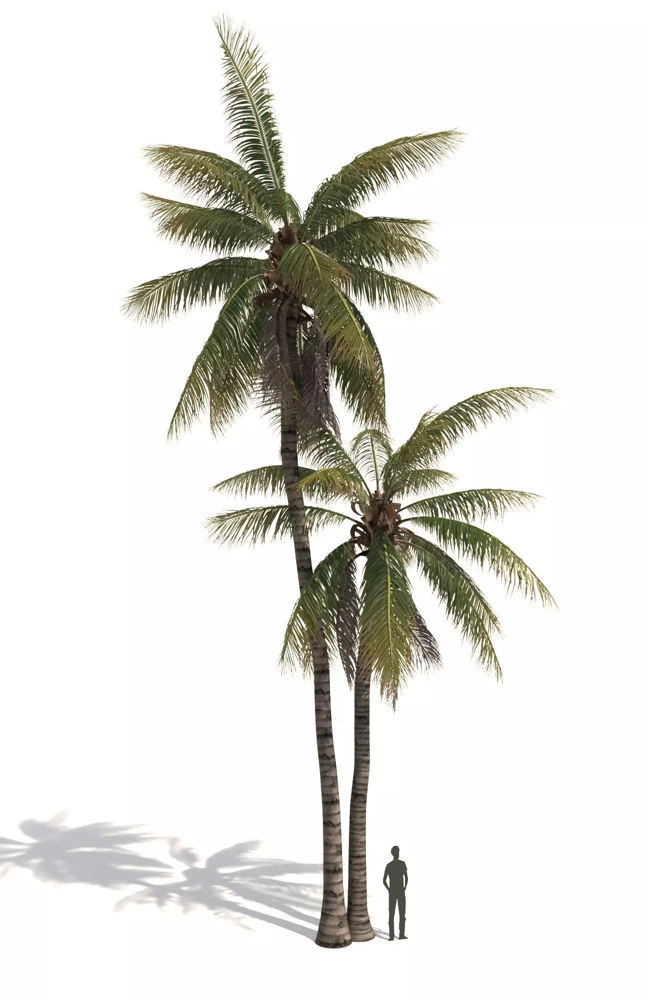 COCONUT TREE 05 - VISUALWORKS STORE - VRAY AND CORONA 3D model_0