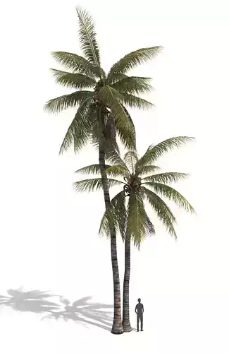 COCONUT TREE 05 - VISUALWORKS STORE - VRAY AND CORONA 3D model