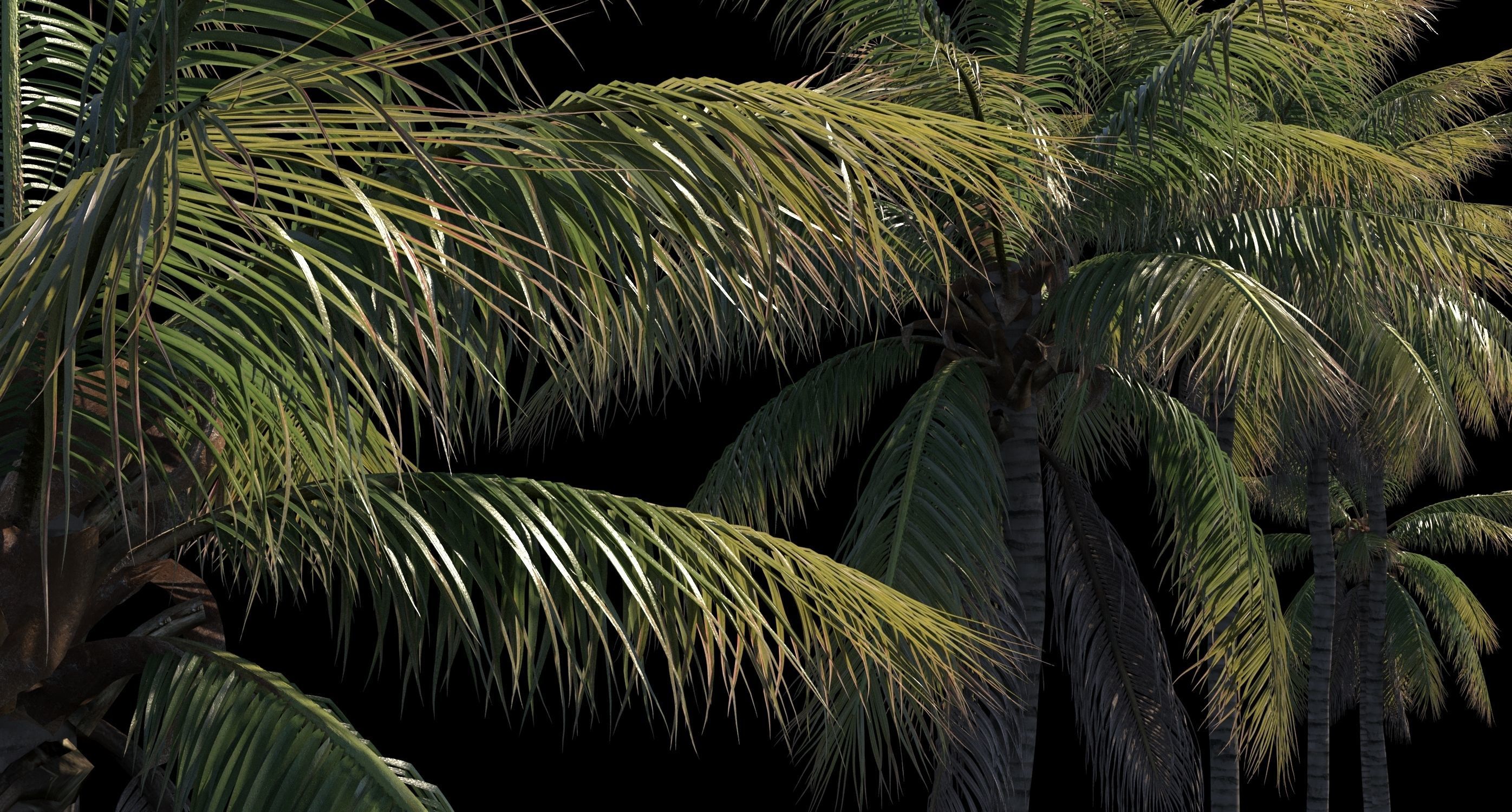 COCONUT TREE VOLUME PACK 01 - VISUALWORKS STORE 3D Model Collection_0