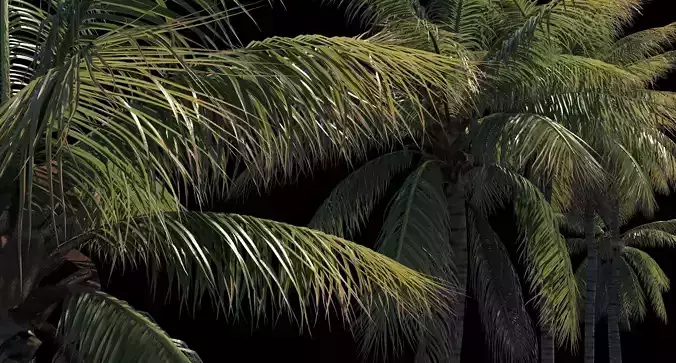 COCONUT TREE VOLUME PACK 01 - VISUALWORKS STORE 3D Model Collection