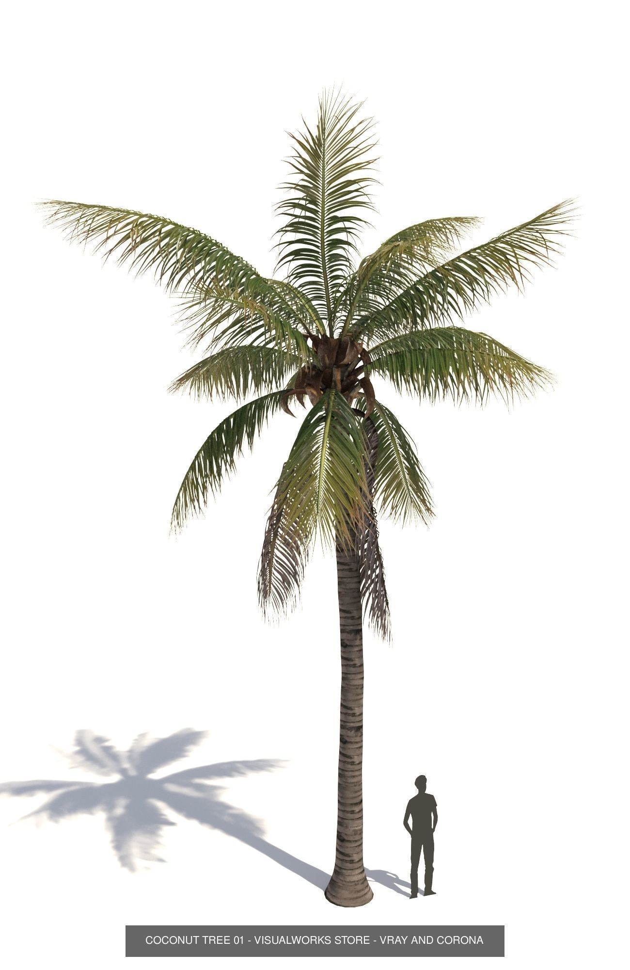 COCONUT TREE VOLUME PACK 01 - VISUALWORKS STORE 3D Model Collection_5