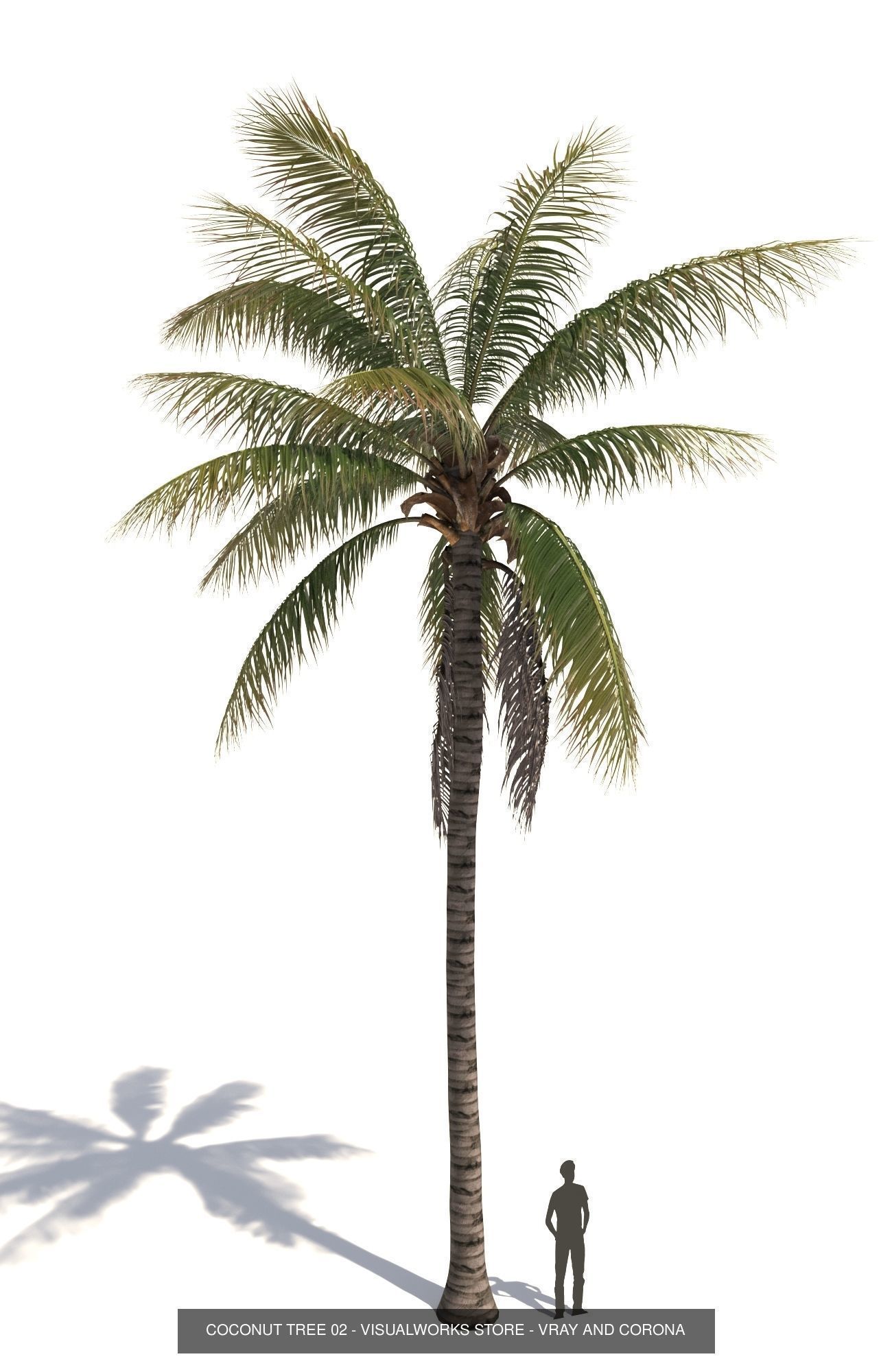 COCONUT TREE VOLUME PACK 01 - VISUALWORKS STORE 3D Model Collection_6