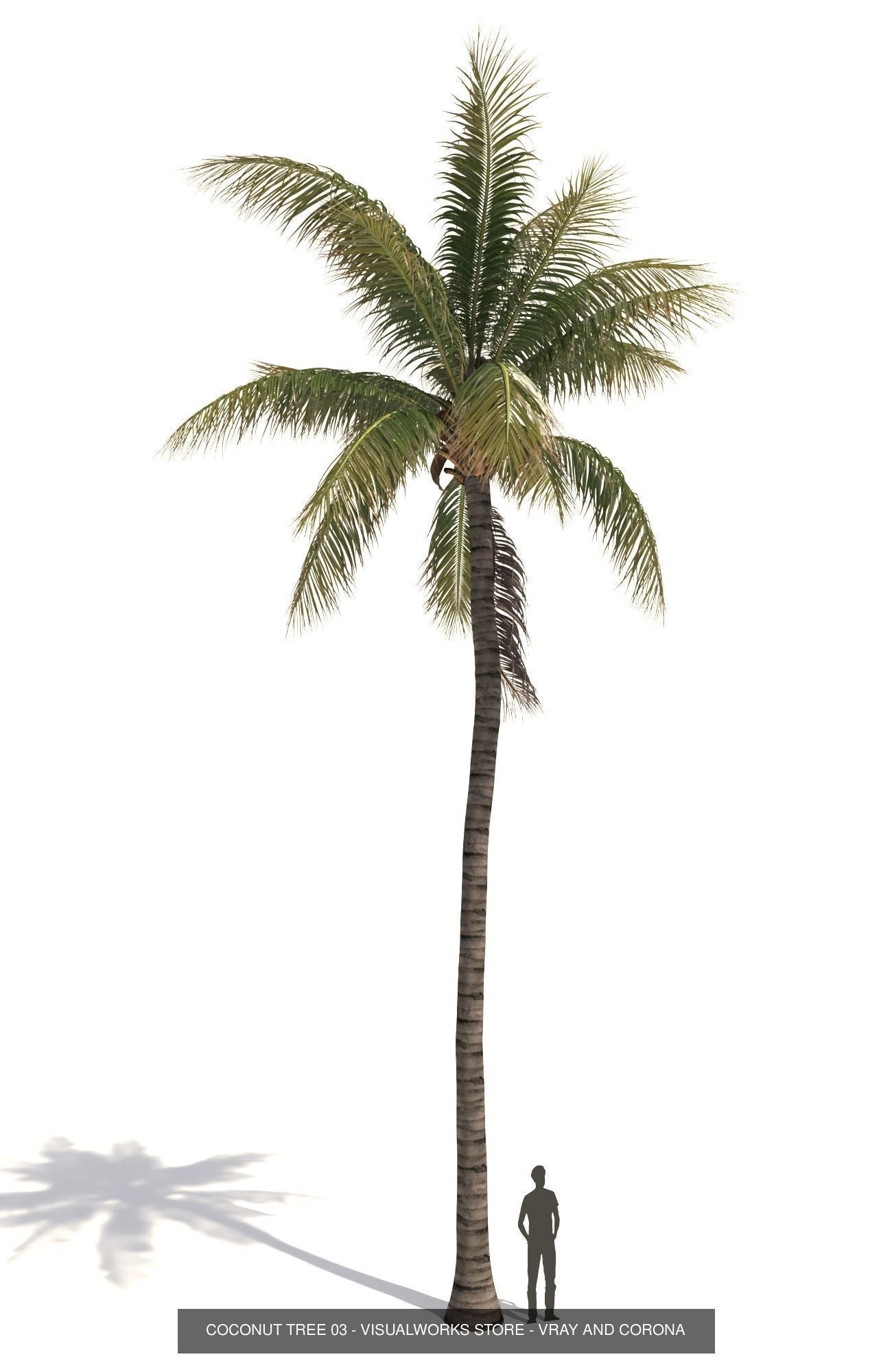 COCONUT TREE VOLUME PACK 01 - VISUALWORKS STORE 3D Model Collection_7