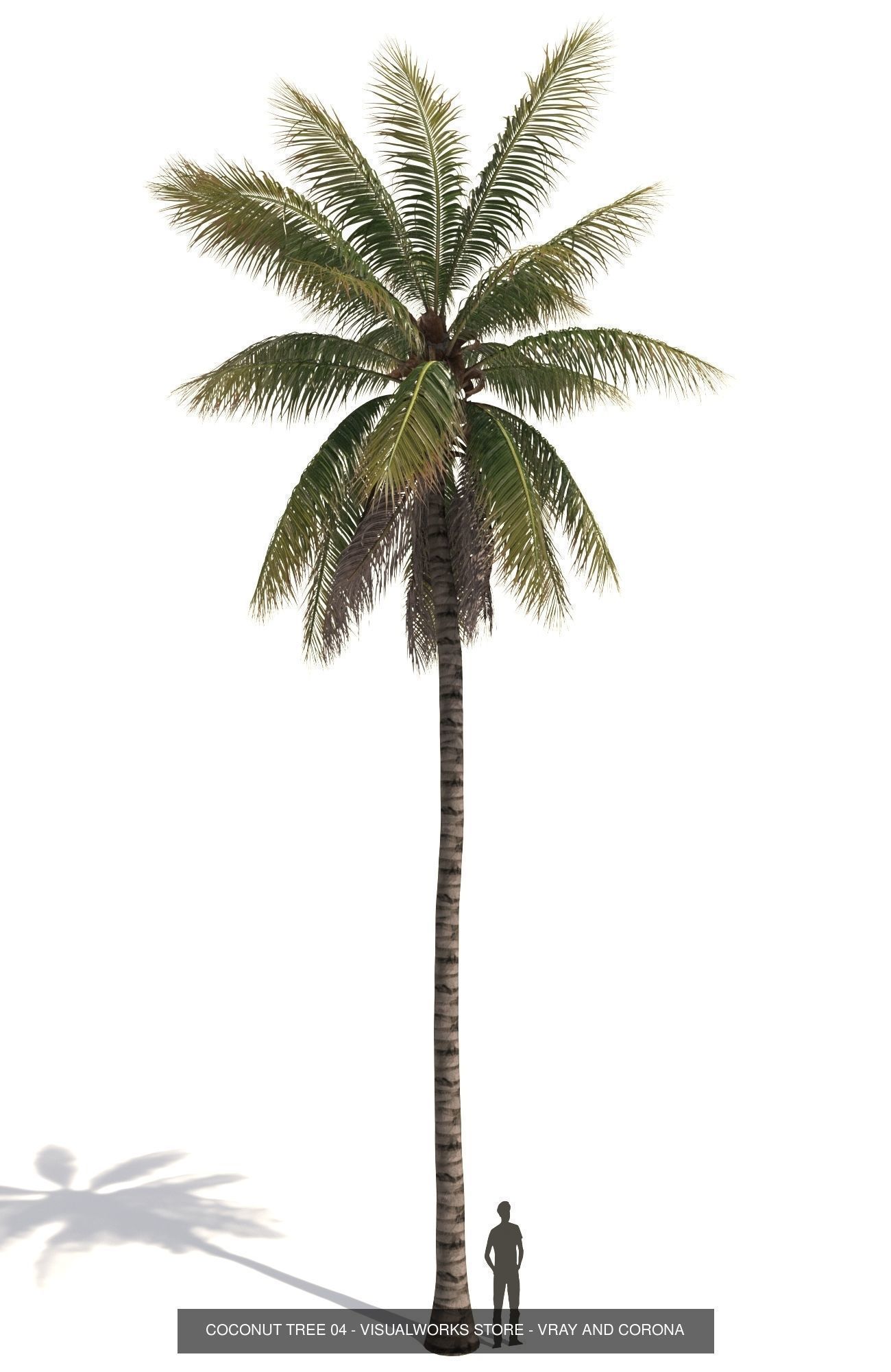 COCONUT TREE VOLUME PACK 01 - VISUALWORKS STORE 3D Model Collection_8