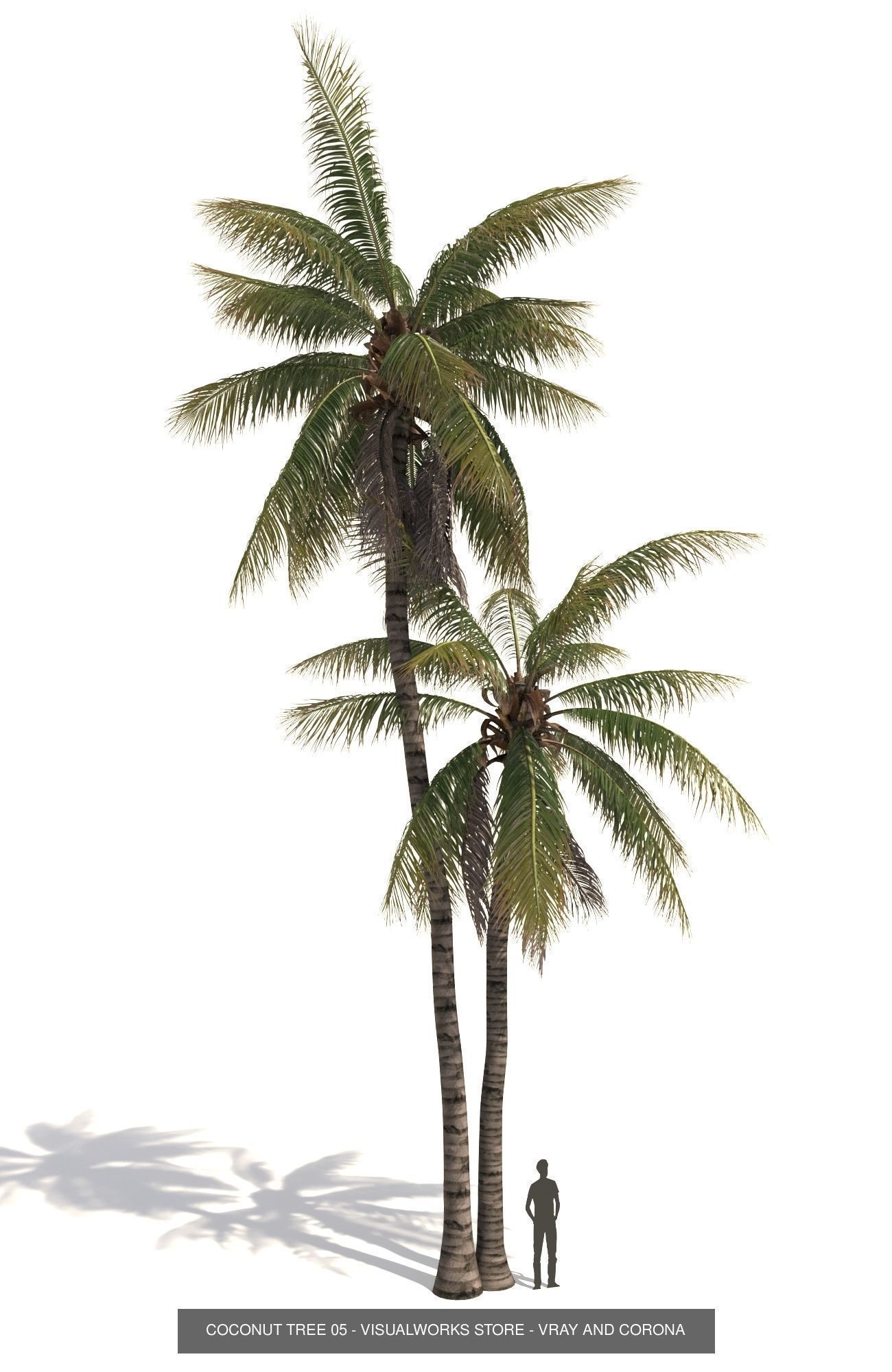 COCONUT TREE VOLUME PACK 01 - VISUALWORKS STORE 3D Model Collection_9
