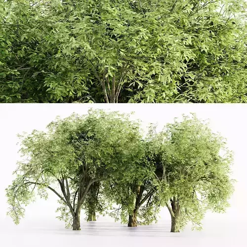American elm tree collection