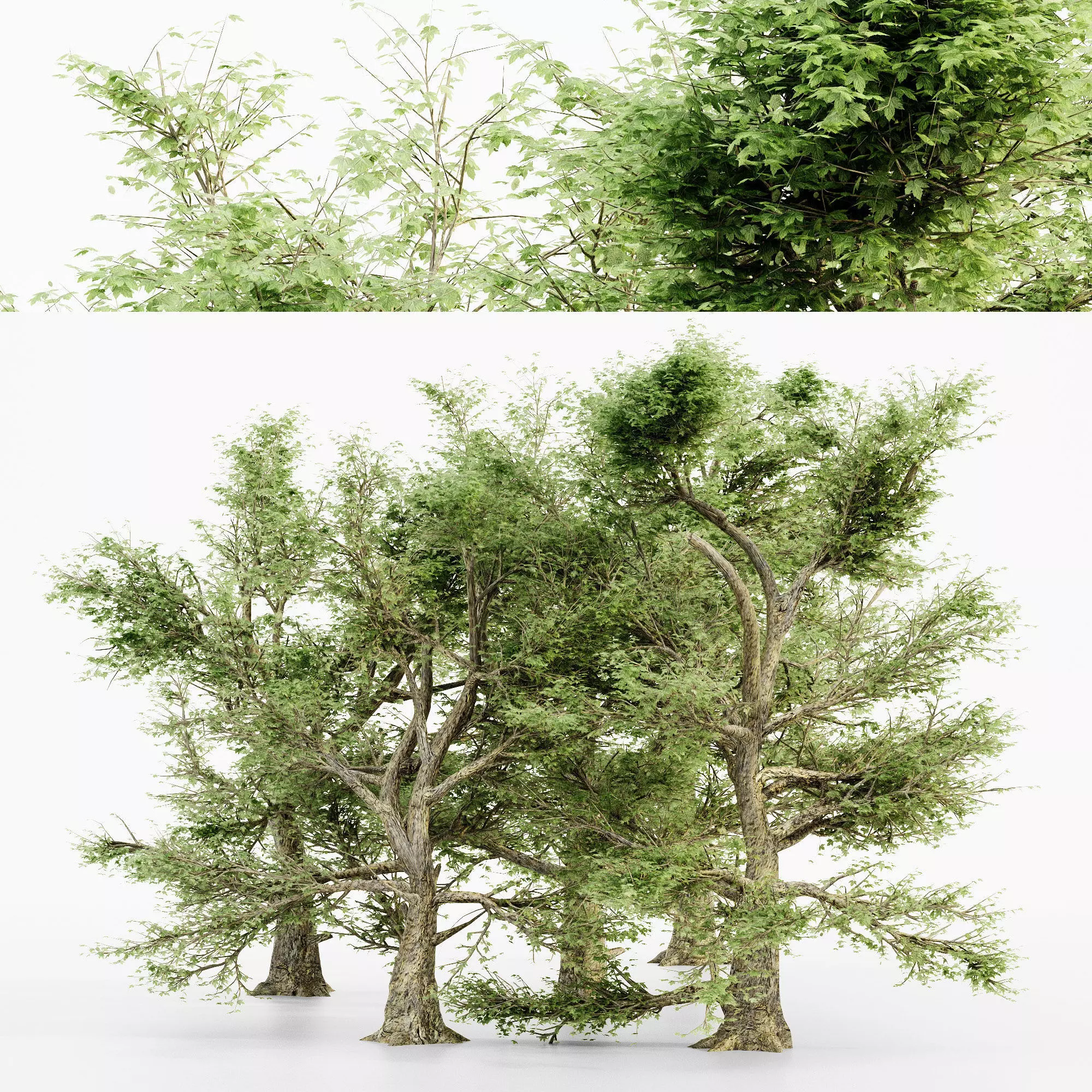 American Sycamore tree collection 3D model