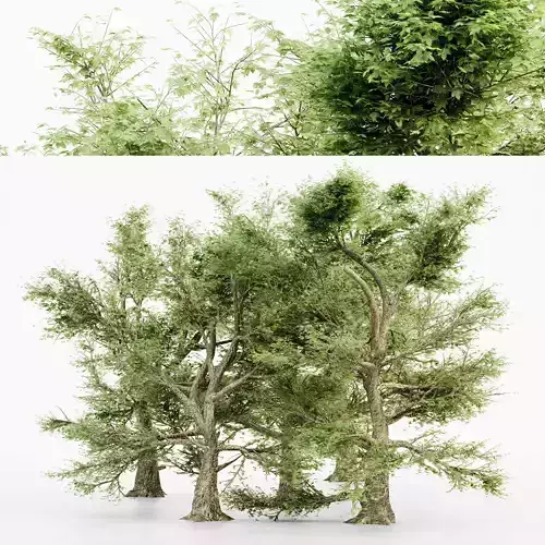 American Sycamore tree collection 3D model