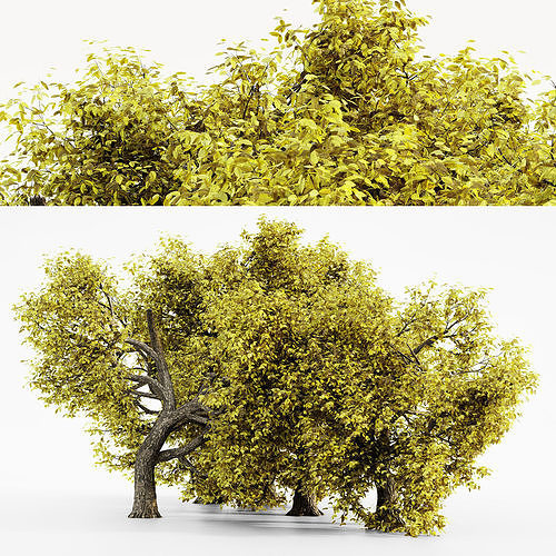 Amur Cork  Fall tree collection 3D model