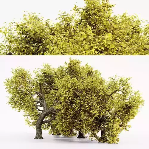 Amur Cork  Fall tree collection 3D model