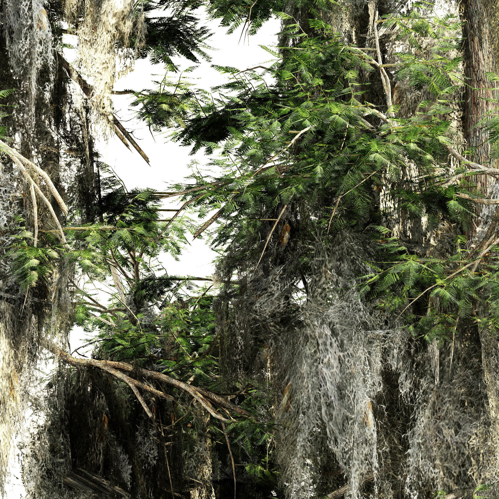 Bald Cypress tree collection 3D model_3