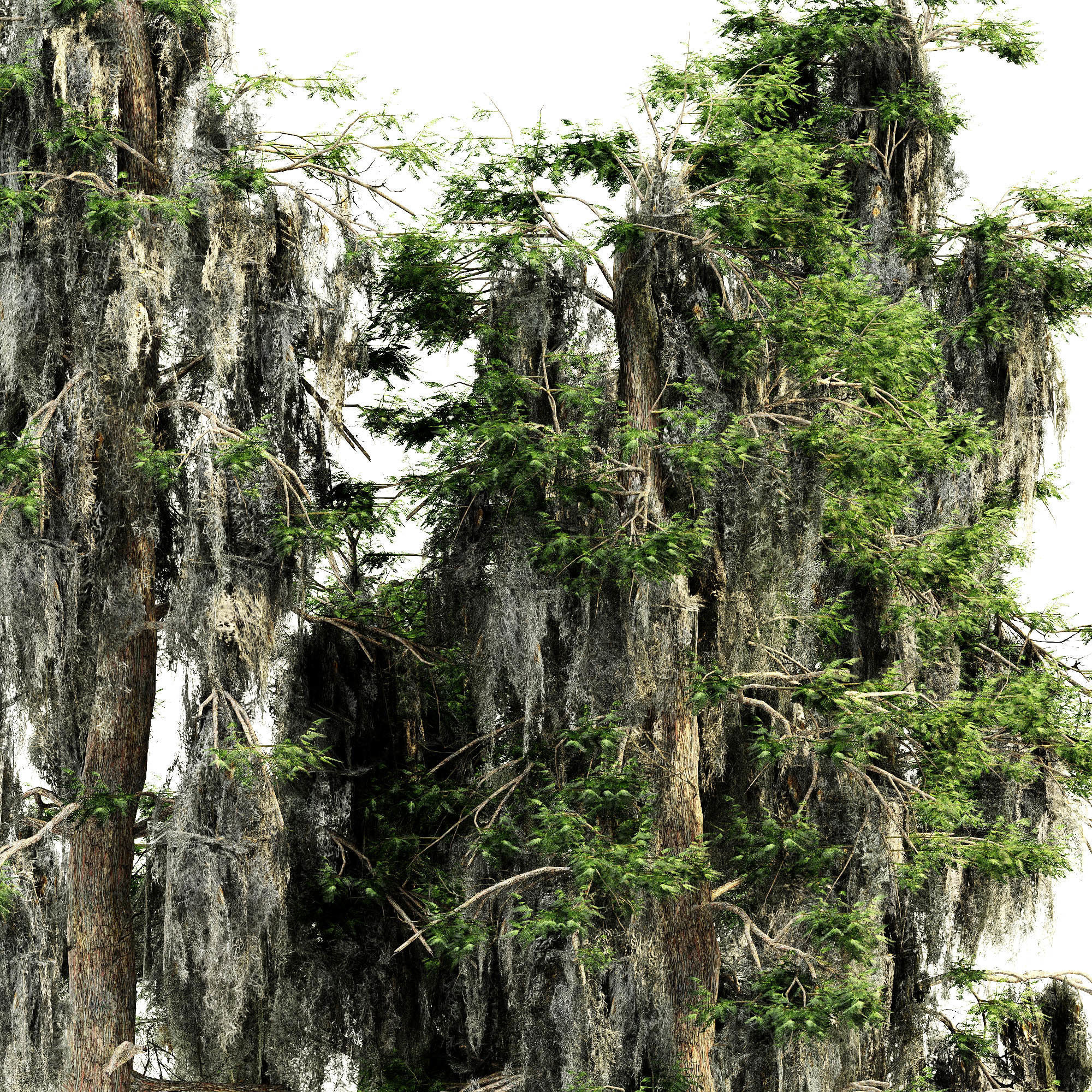 Bald Cypress tree collection 3D model_1