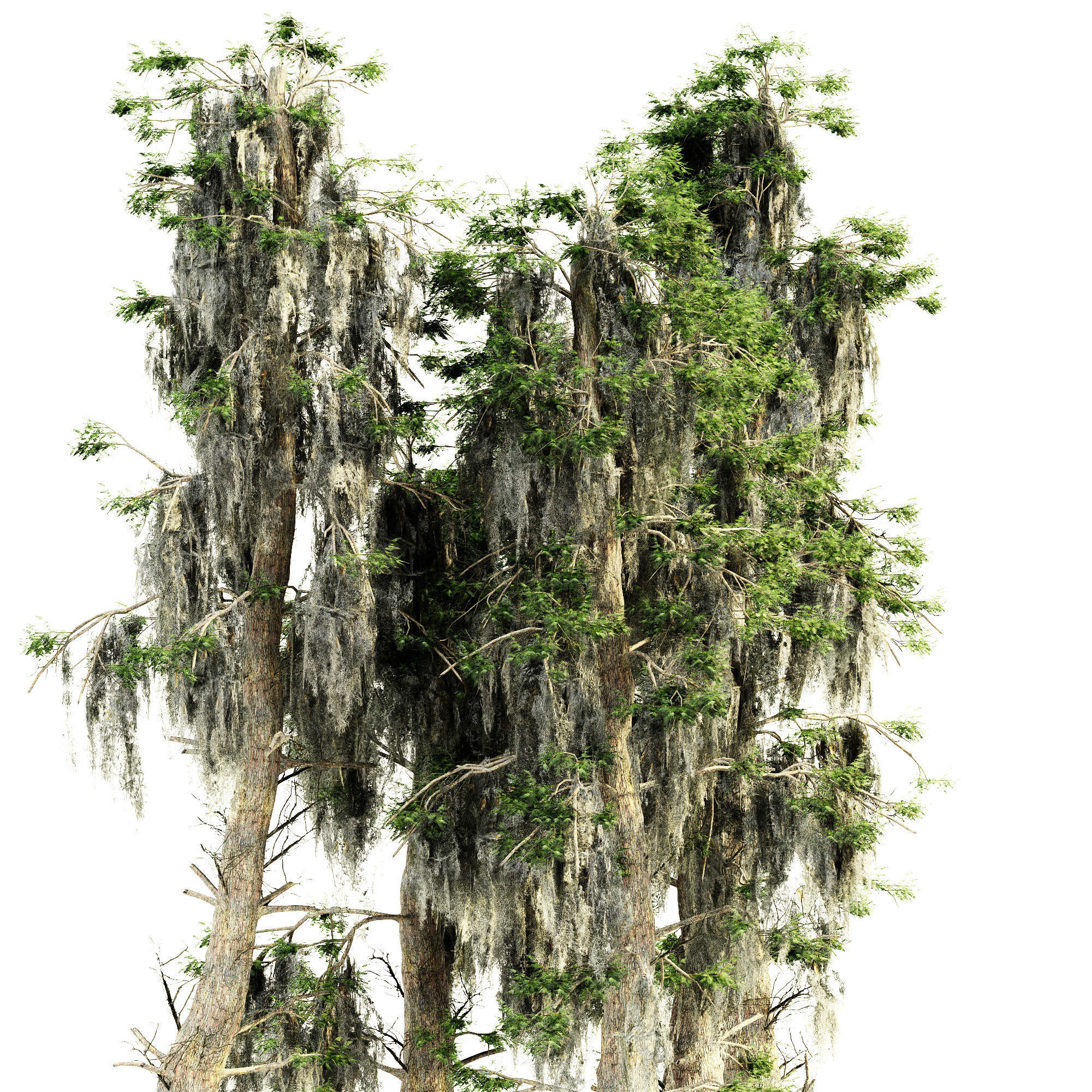Bald Cypress tree collection 3D model_2