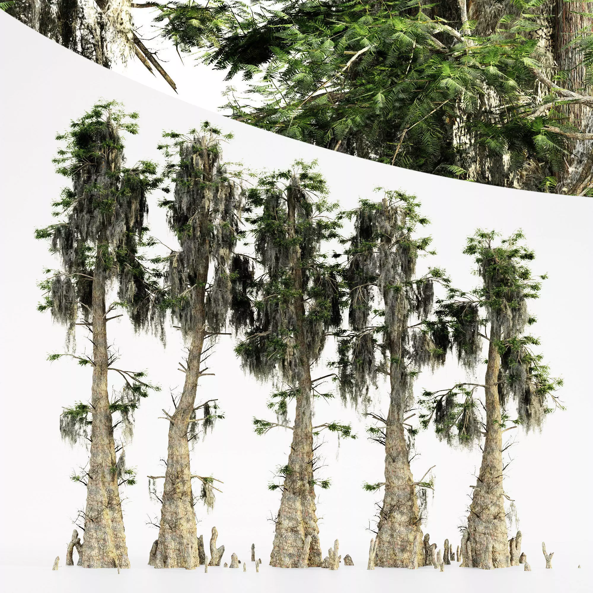 Bald Cypress tree collection 3D model_0