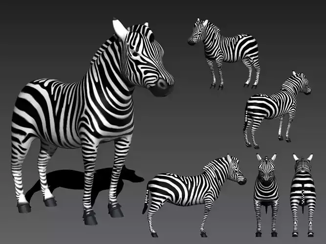 Zebra Zebre 