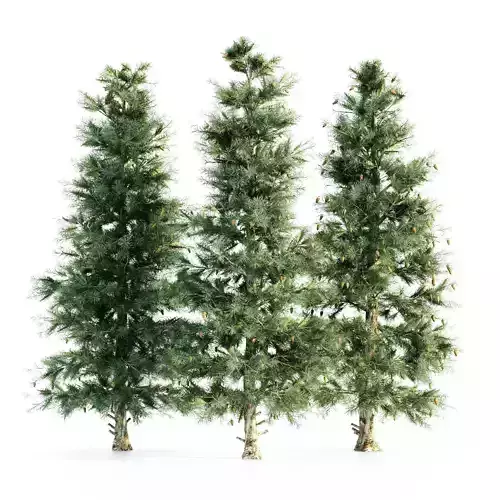 Blue Spruce tree collection