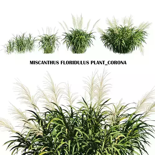 Miscanthus Floridulus plant