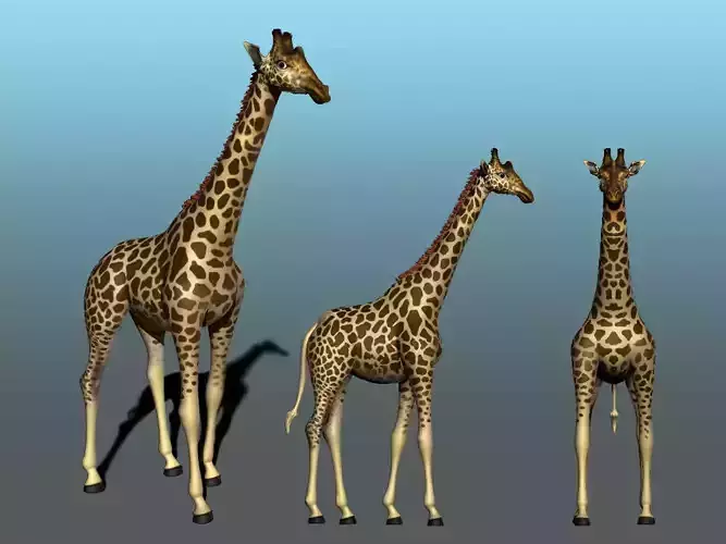 Girafe giraffe
