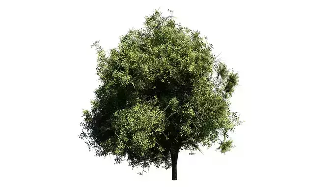 Trees Asset Free 3D model