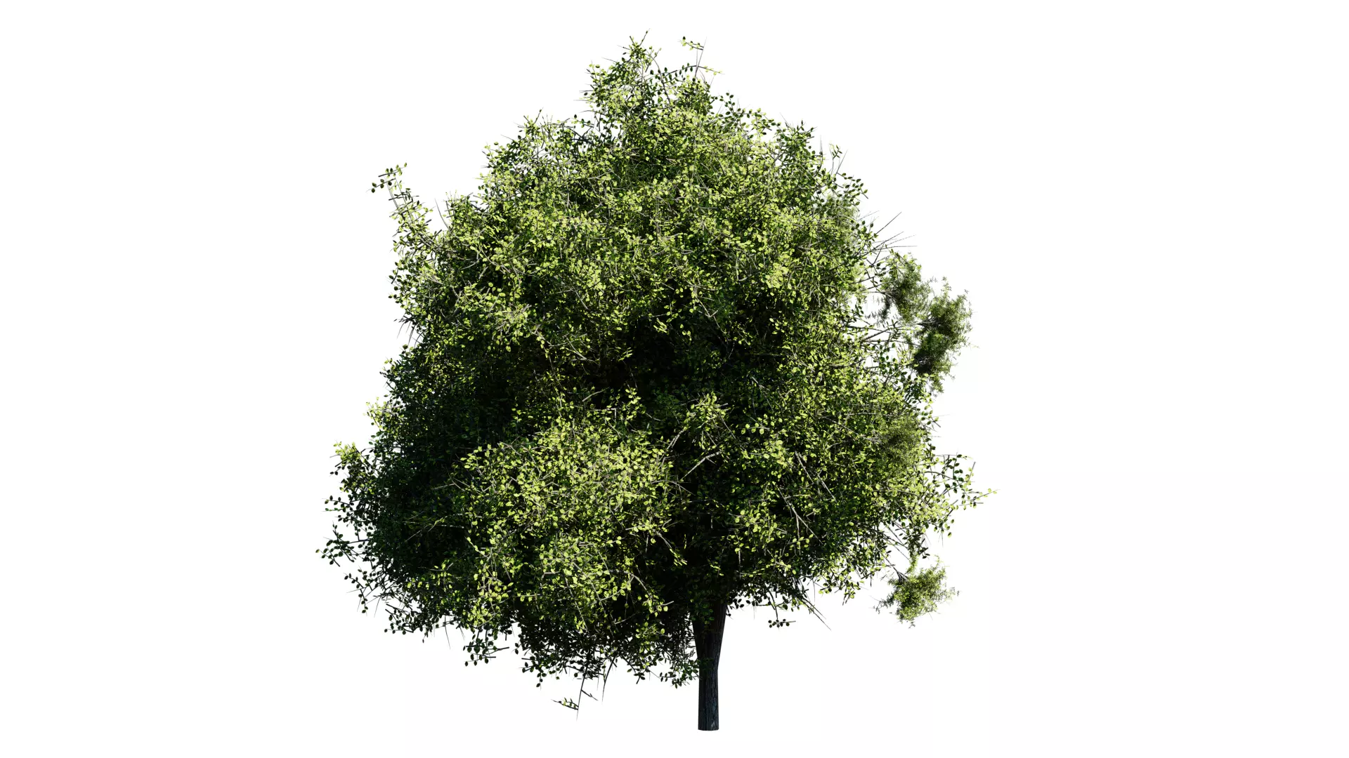 Trees Asset Free 3D model_0