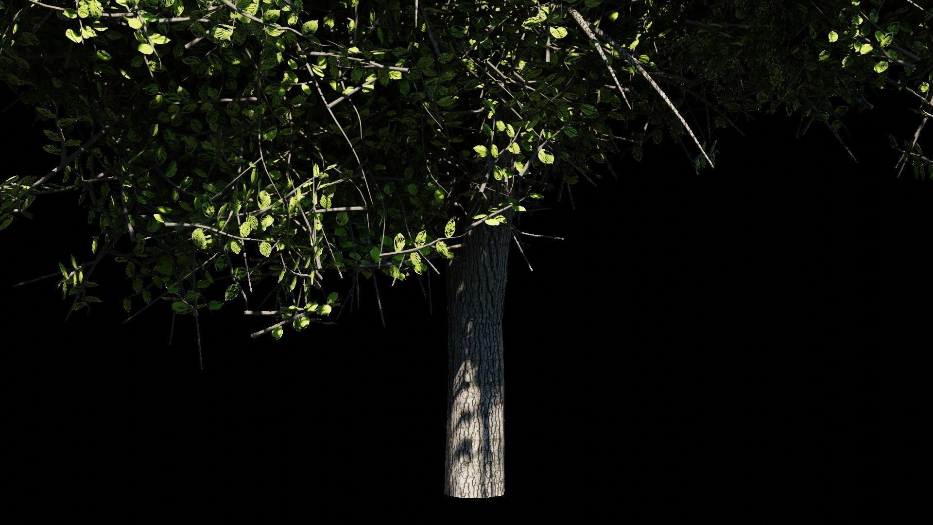 Trees Asset Free 3D model_4