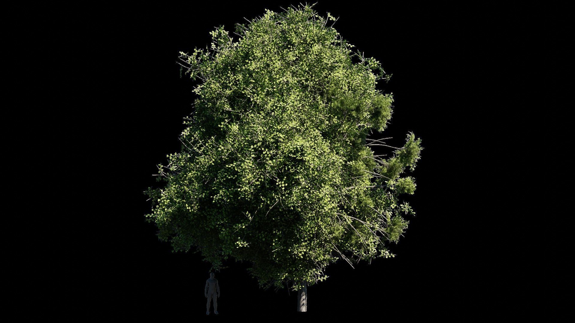 Trees Asset Free 3D model_3
