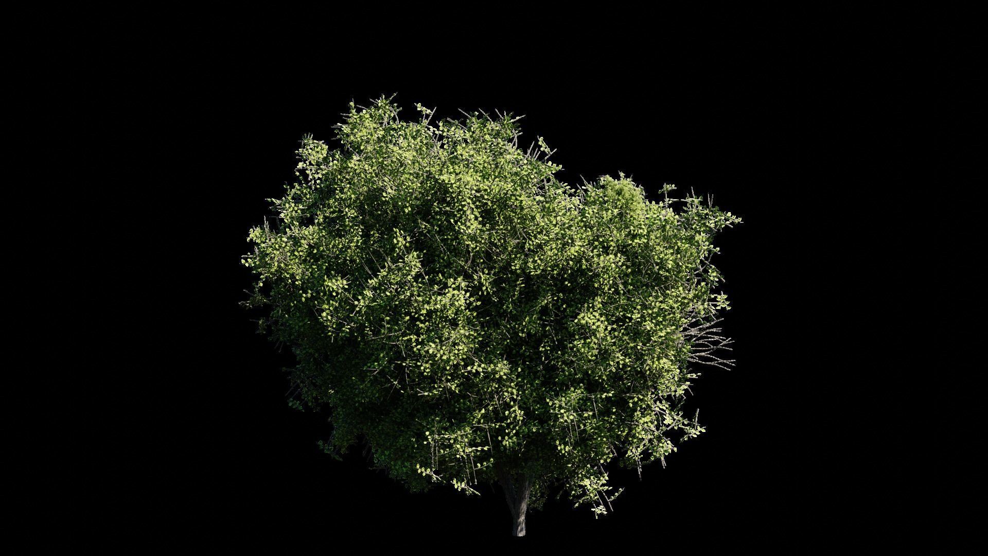 Trees Asset Free 3D model_2