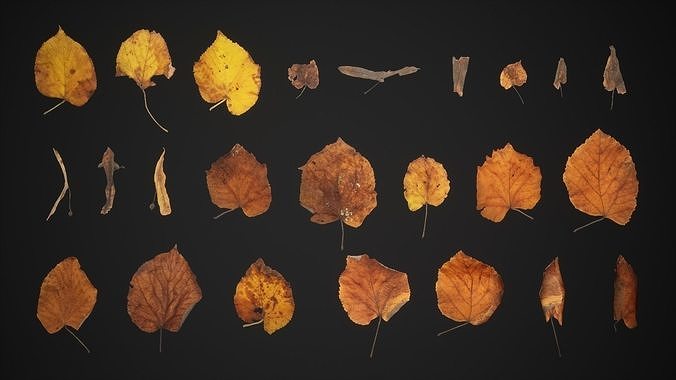 Tilia Dead Leaves 4K Scanned Low-poly 3D model