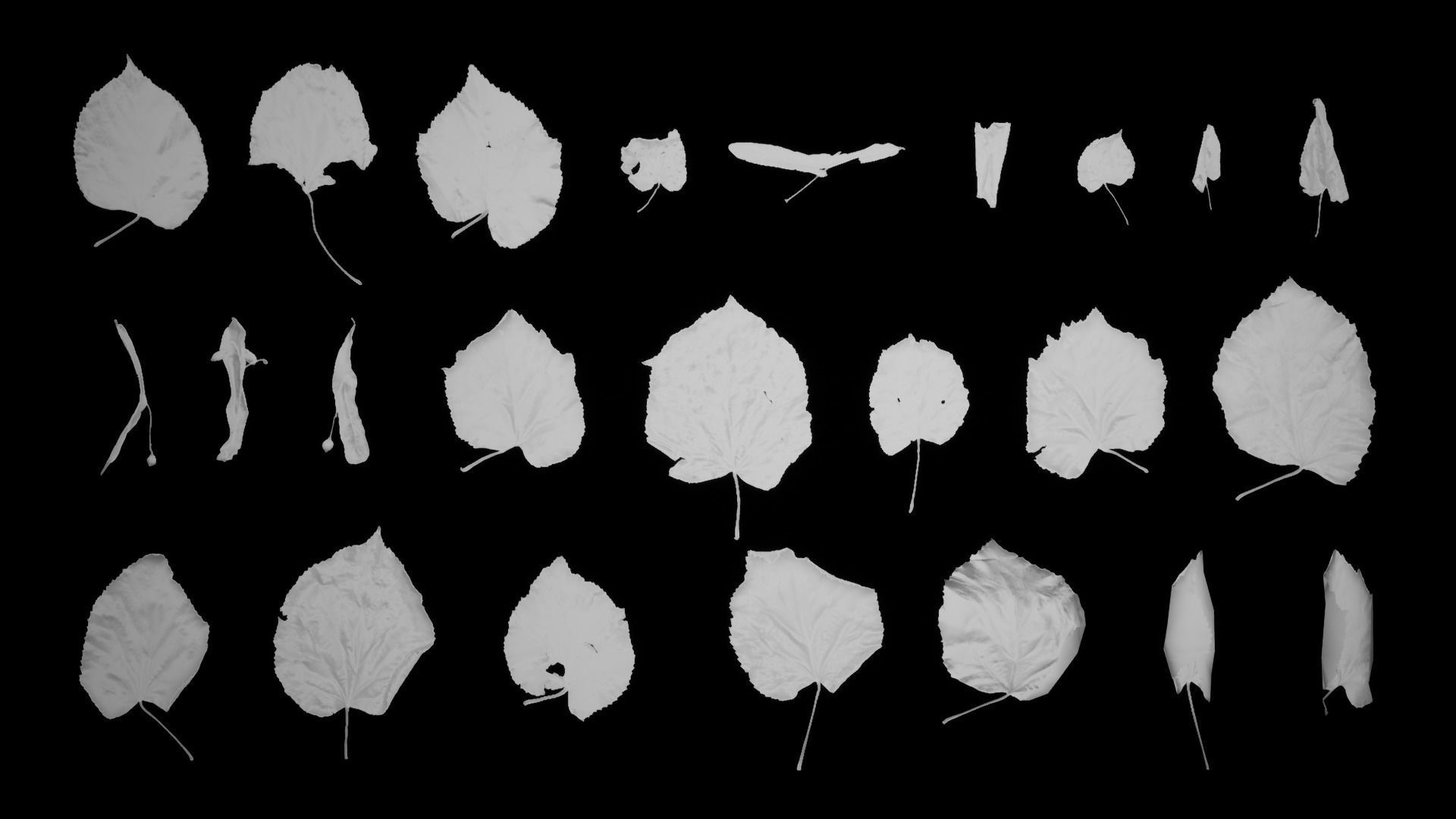 Tilia Dead Leaves 4K Scanned Low-poly 3D model_16