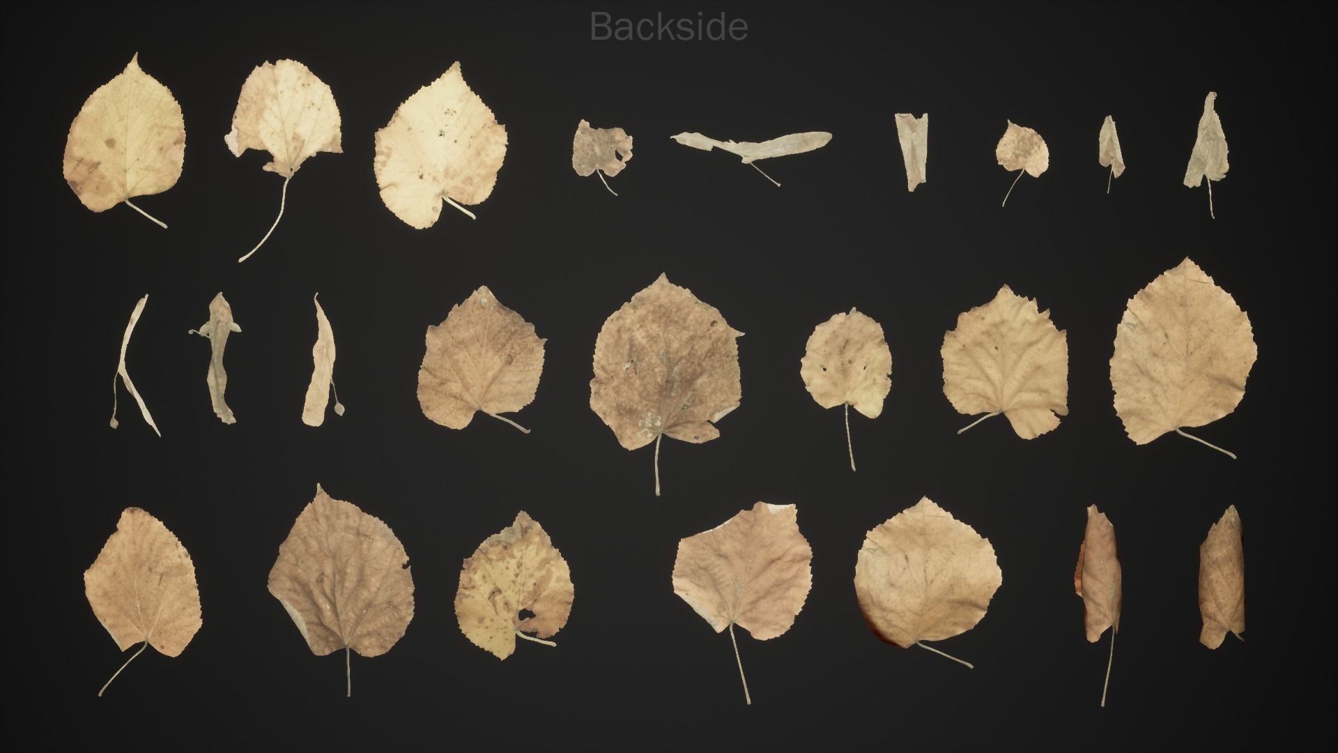 Tilia Dead Leaves 4K Scanned Low-poly 3D model_6