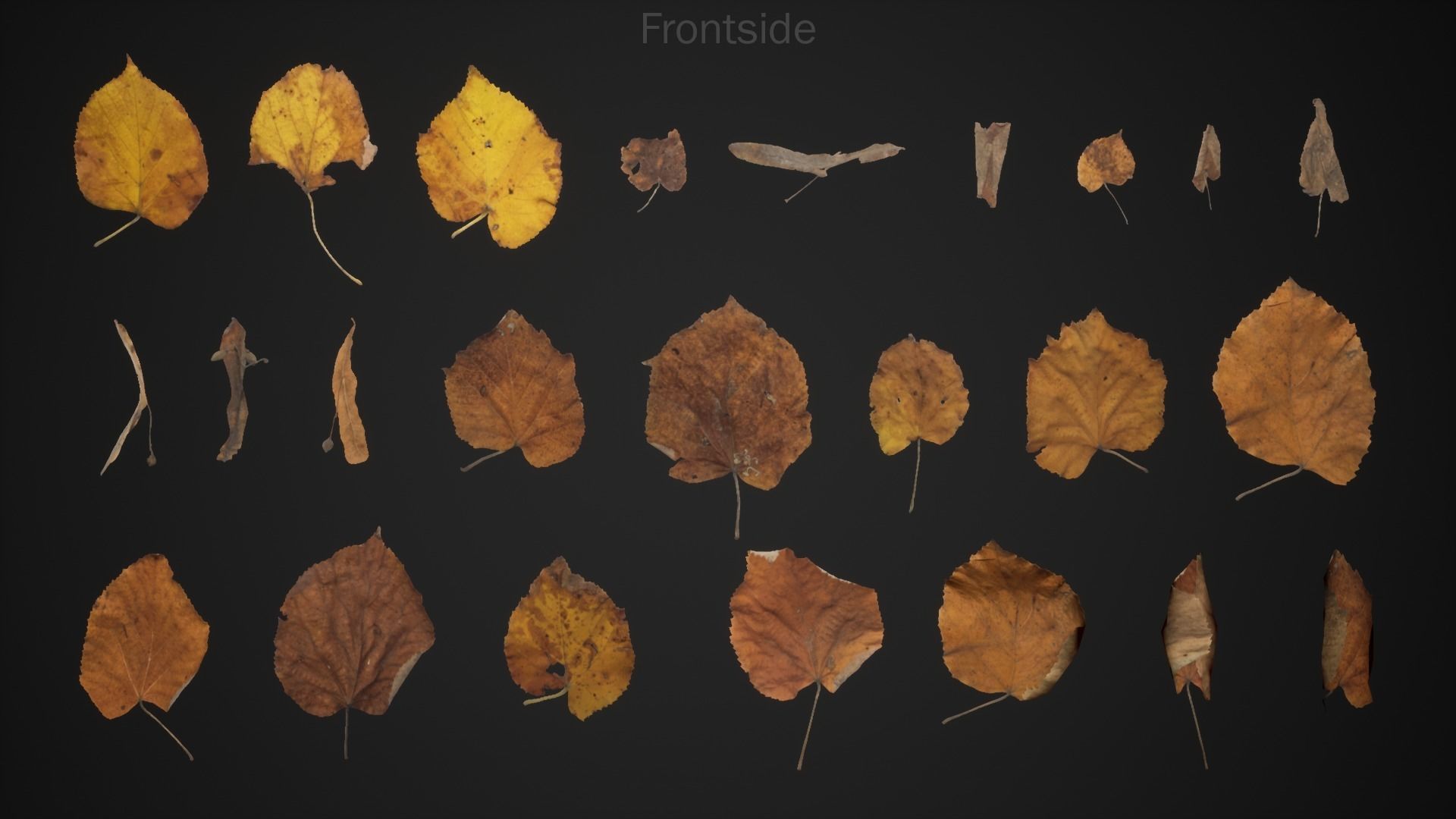 Tilia Dead Leaves 4K Scanned Low-poly 3D model_5