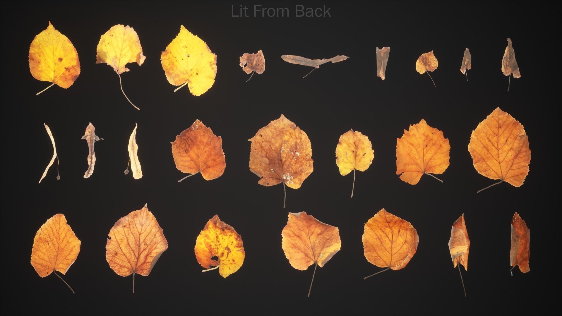 Tilia Dead Leaves 4K Scanned Low-poly 3D model_4