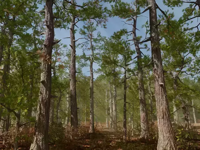 Pine trees forest Low-poly 3D model