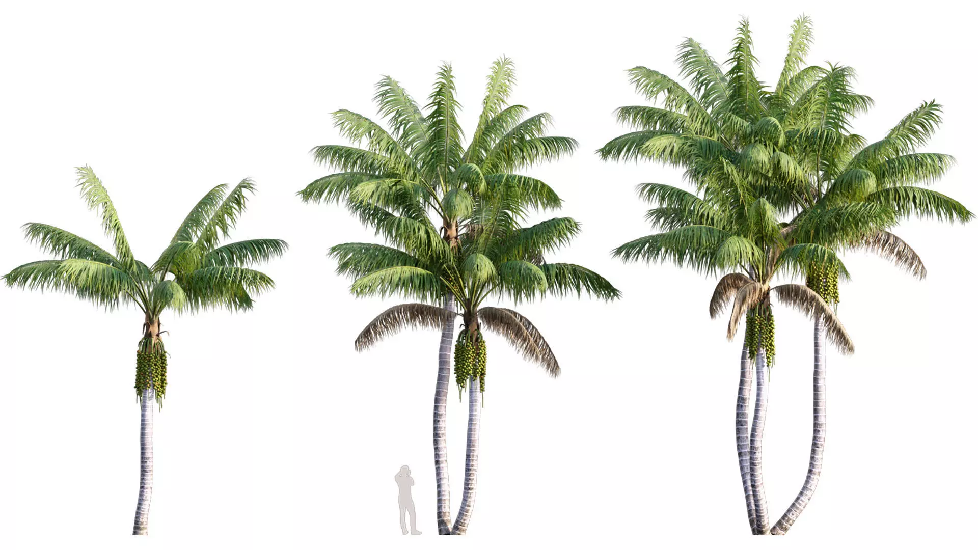 Howea forsteriana Mature - Kentia Palm Mature - 02 3D model