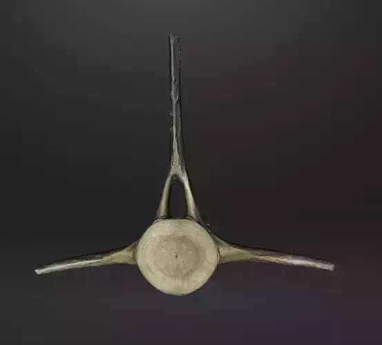 Vertebra de mamifero marino recogida en la playa 3D print model