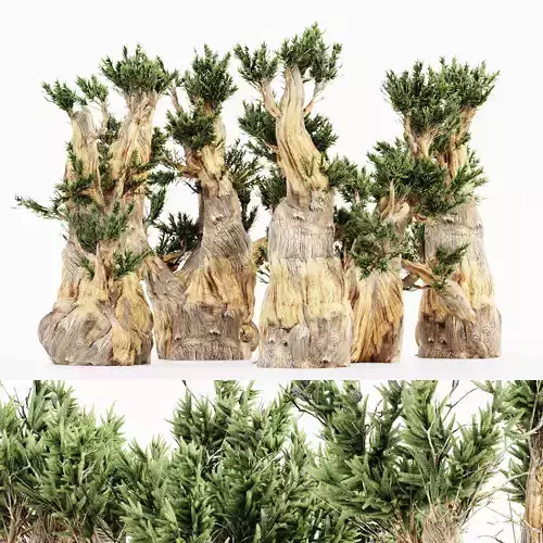 5 Bristlecone Pine tree collection