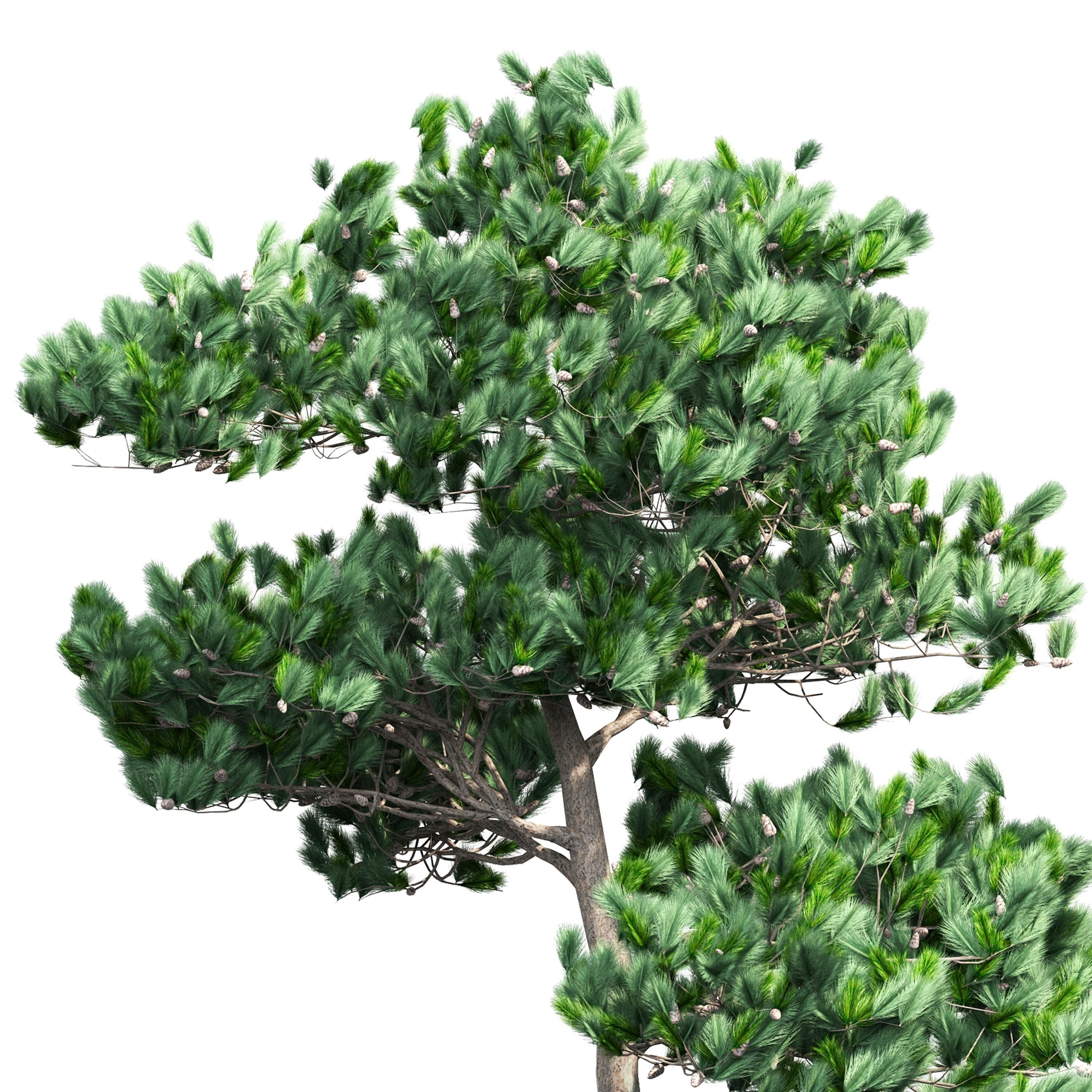 Pine 1 tree 3D model_3