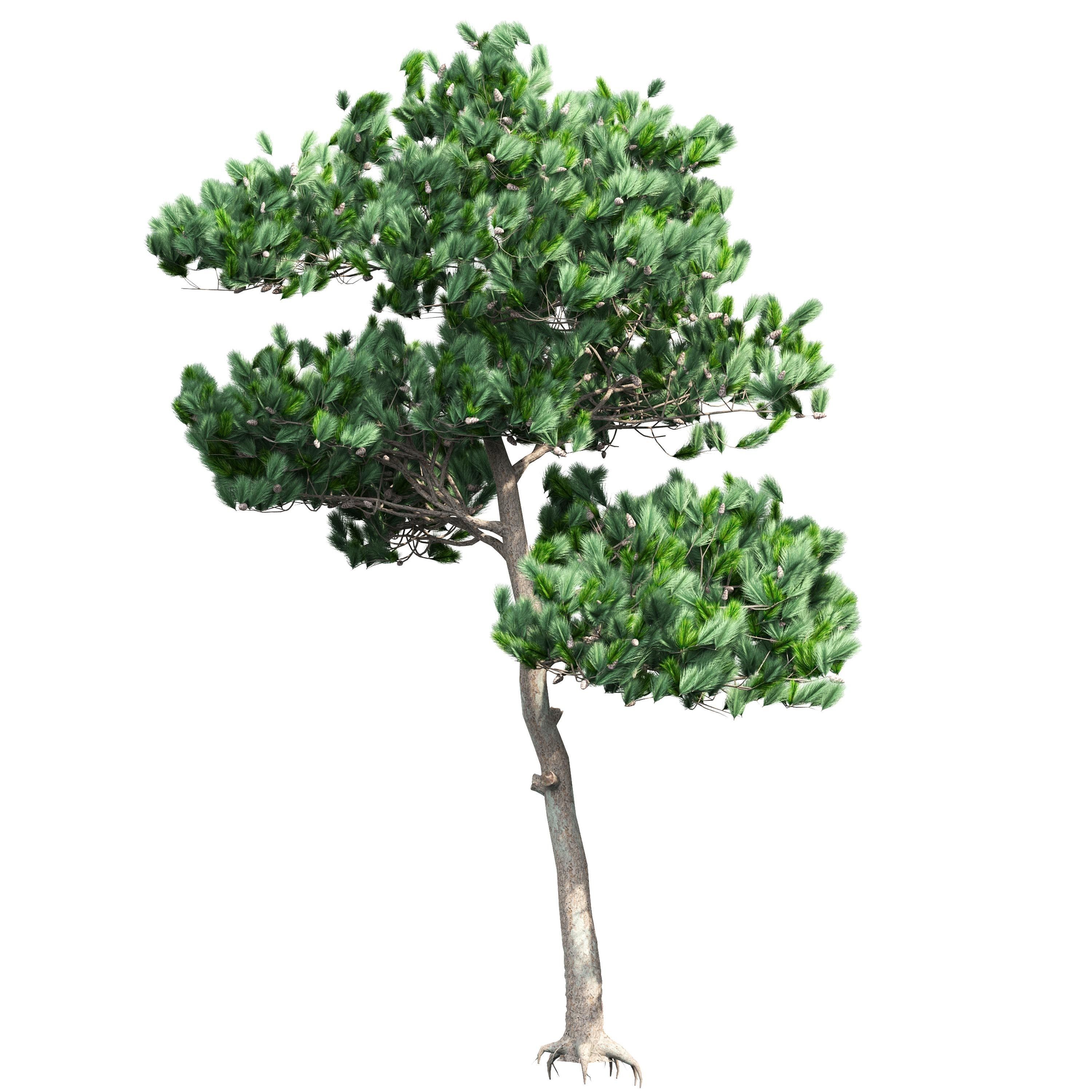 Pine 1 tree 3D model_2