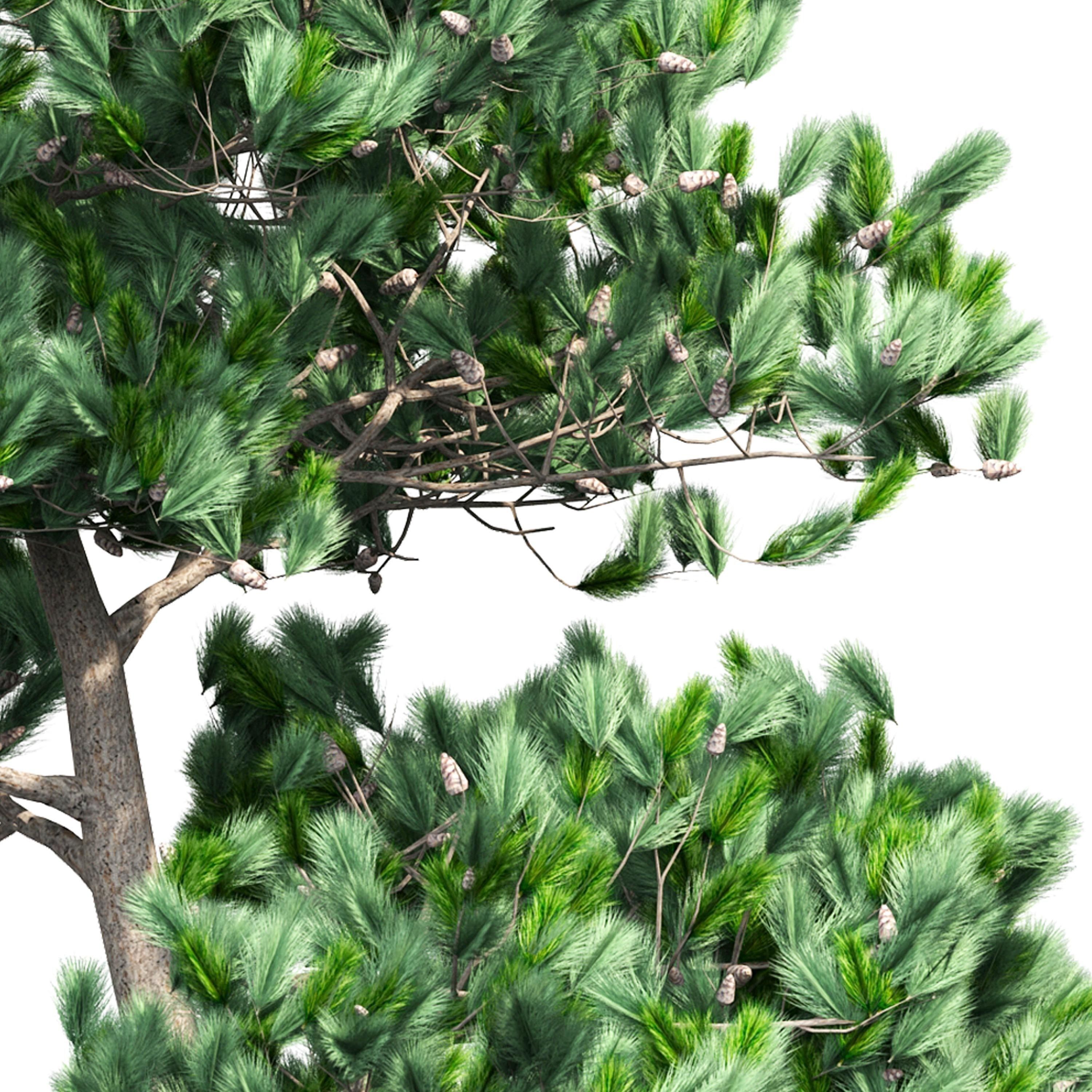 Pine 1 tree 3D model_5