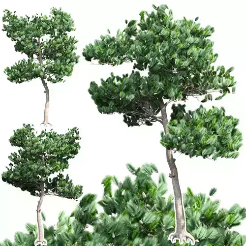 Pine 1 tree 3D model