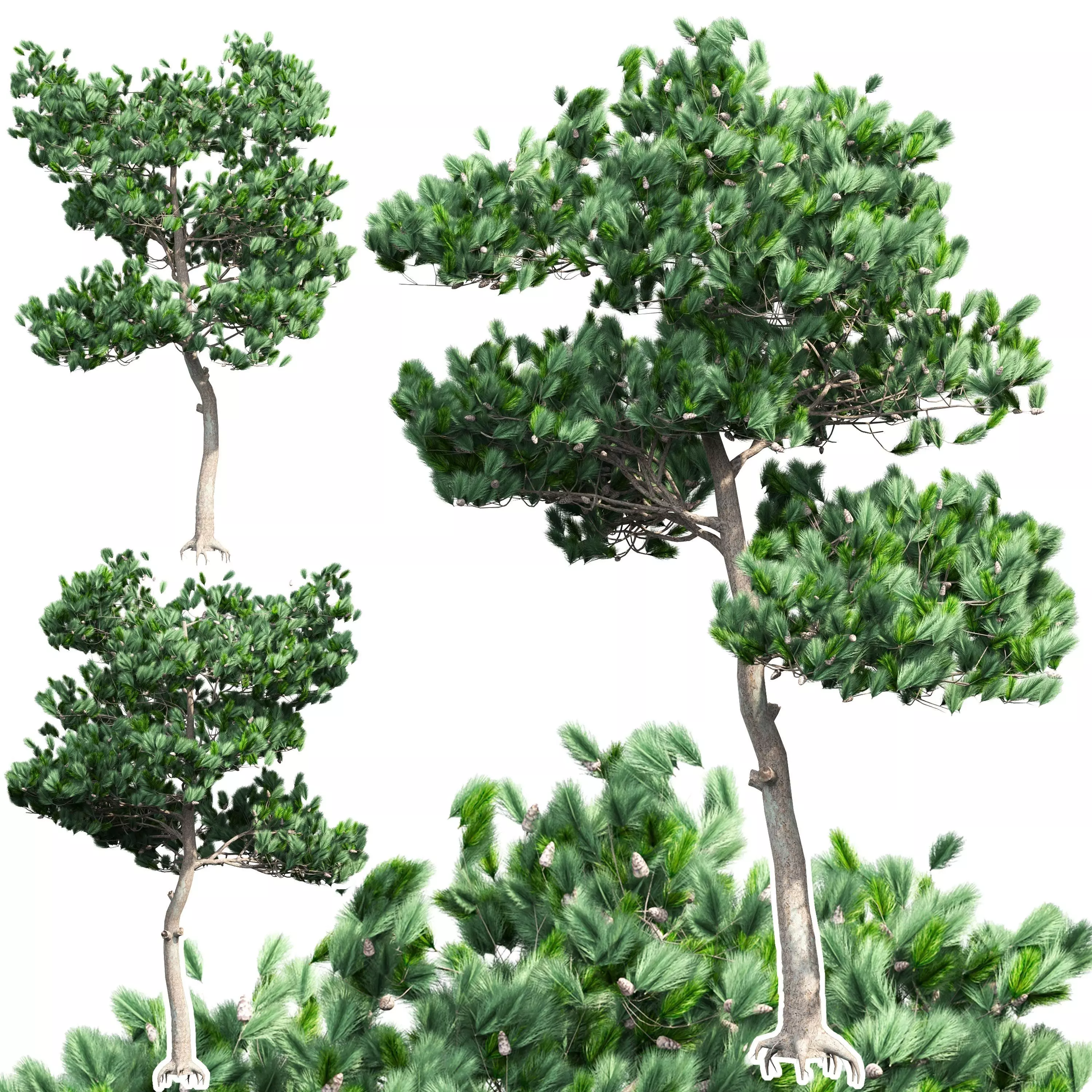 Pine 1 tree 3D model_0