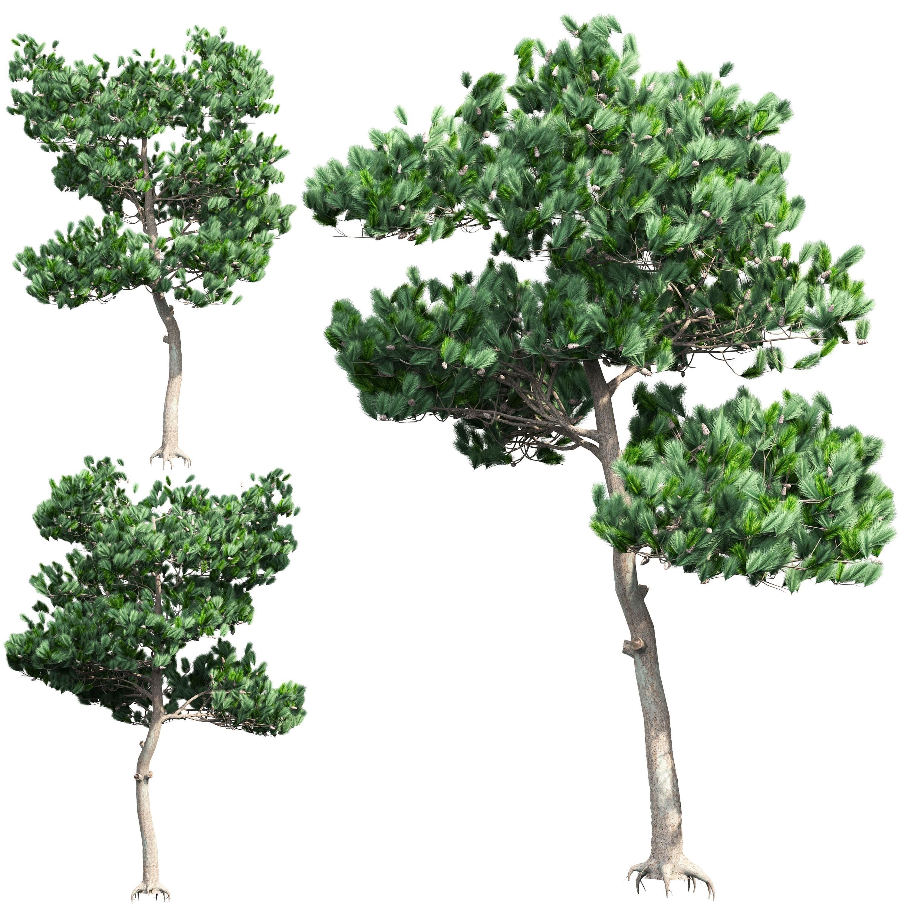 Pine 1 tree 3D model_1