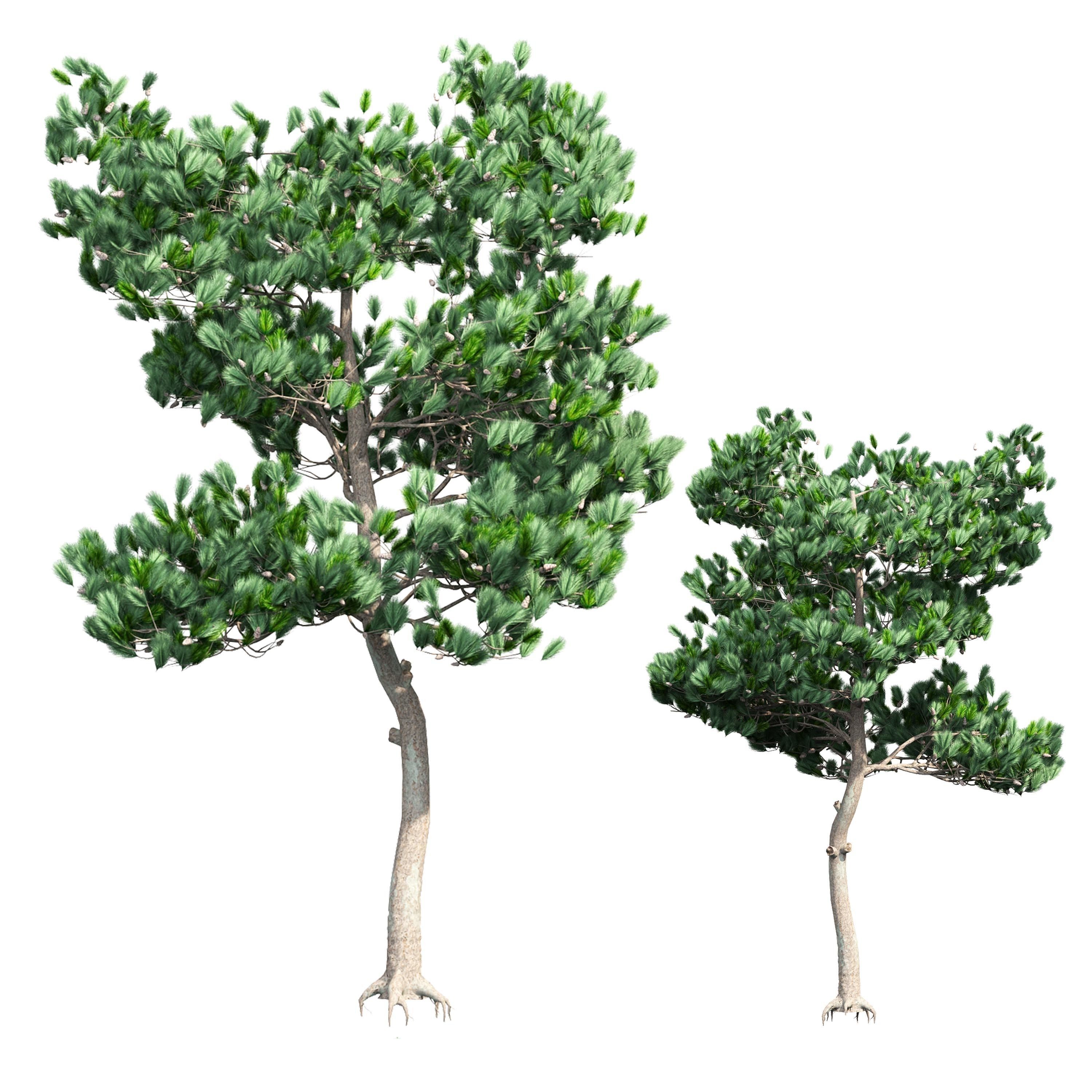 Pine 1 tree 3D model_4