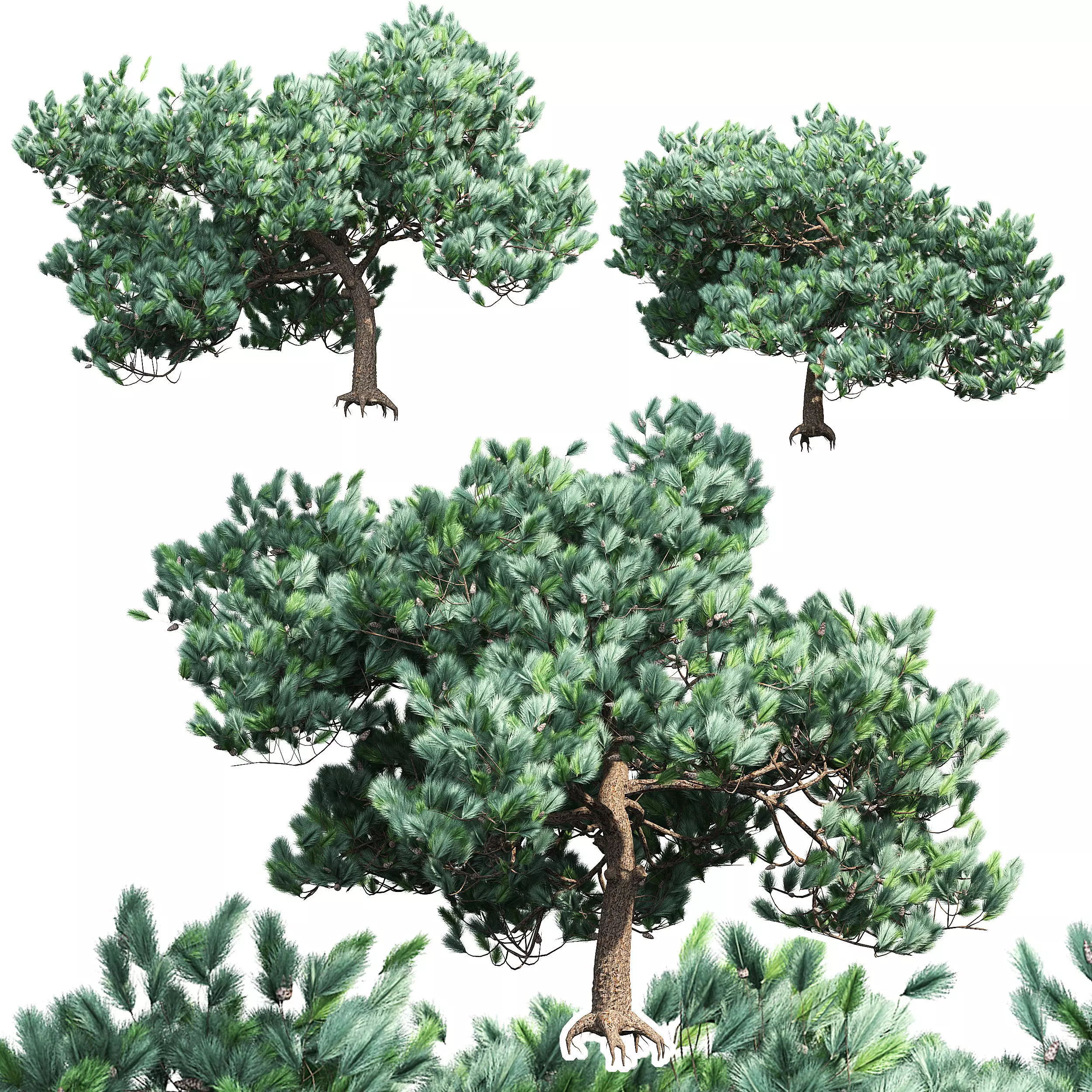 Pine 2 four trees 3D model