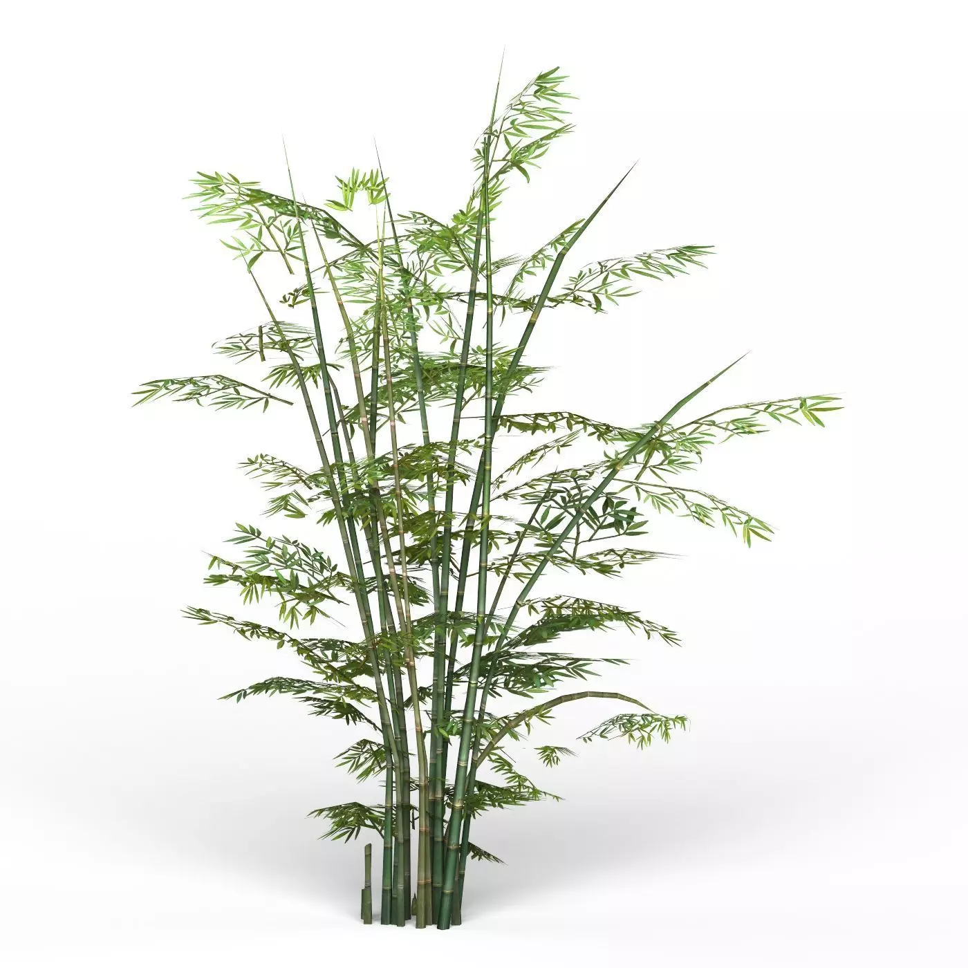 Bamboo Tree 01 Low-poly 3D model