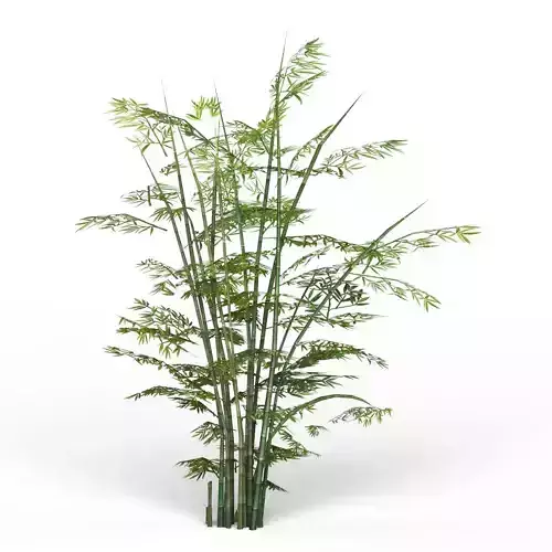 Bamboo Tree 01